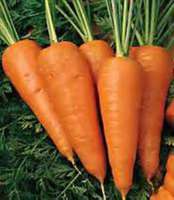 Red_core_chantenay_carrots