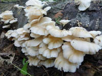 Many-oyster-mushrooms