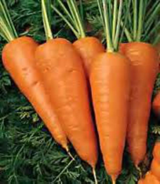 Red_core_chantenay_carrots